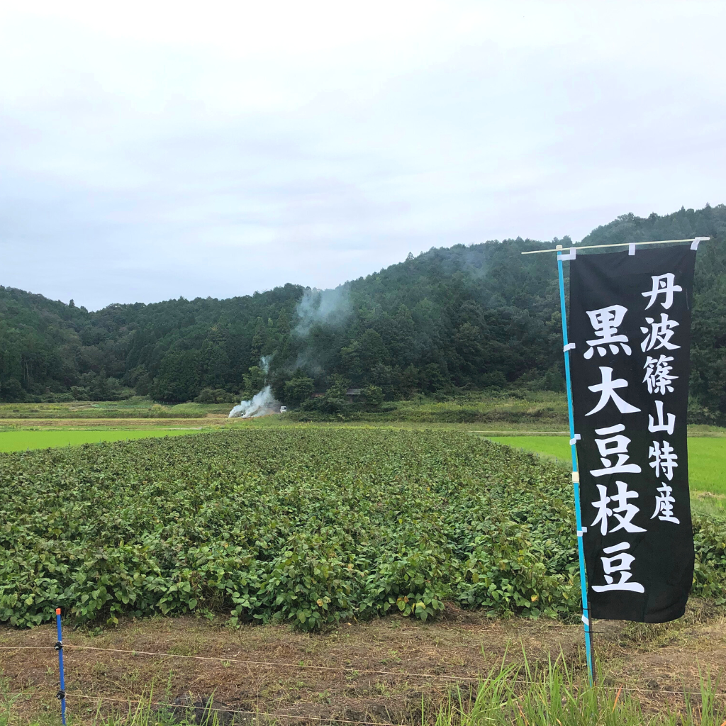 丹波篠山産 黒枝豆 2025秋