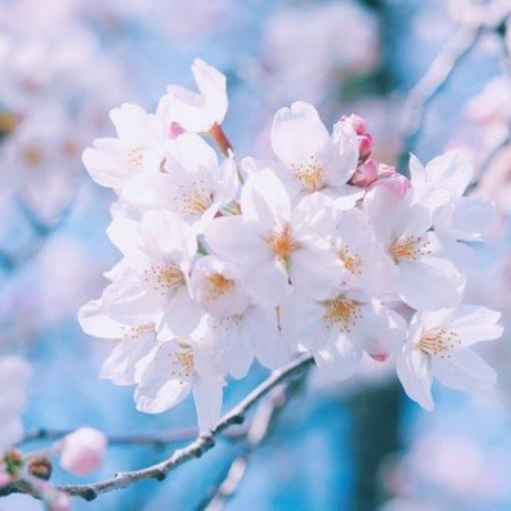 ３月27日　さくらの日